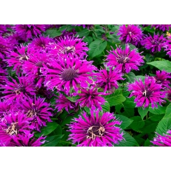 Pysznogłówka Bee Free